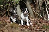 BOSTON TERRIER 070
